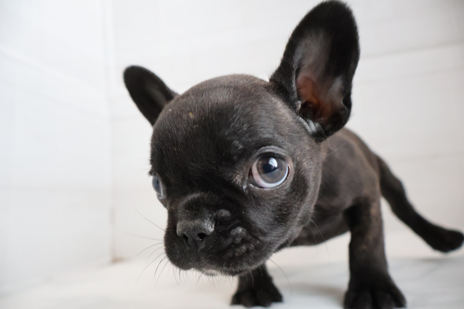 フレンチブルドッグ ブリンドルの子犬｜福岡 |ペッツメイトイオン小郡店