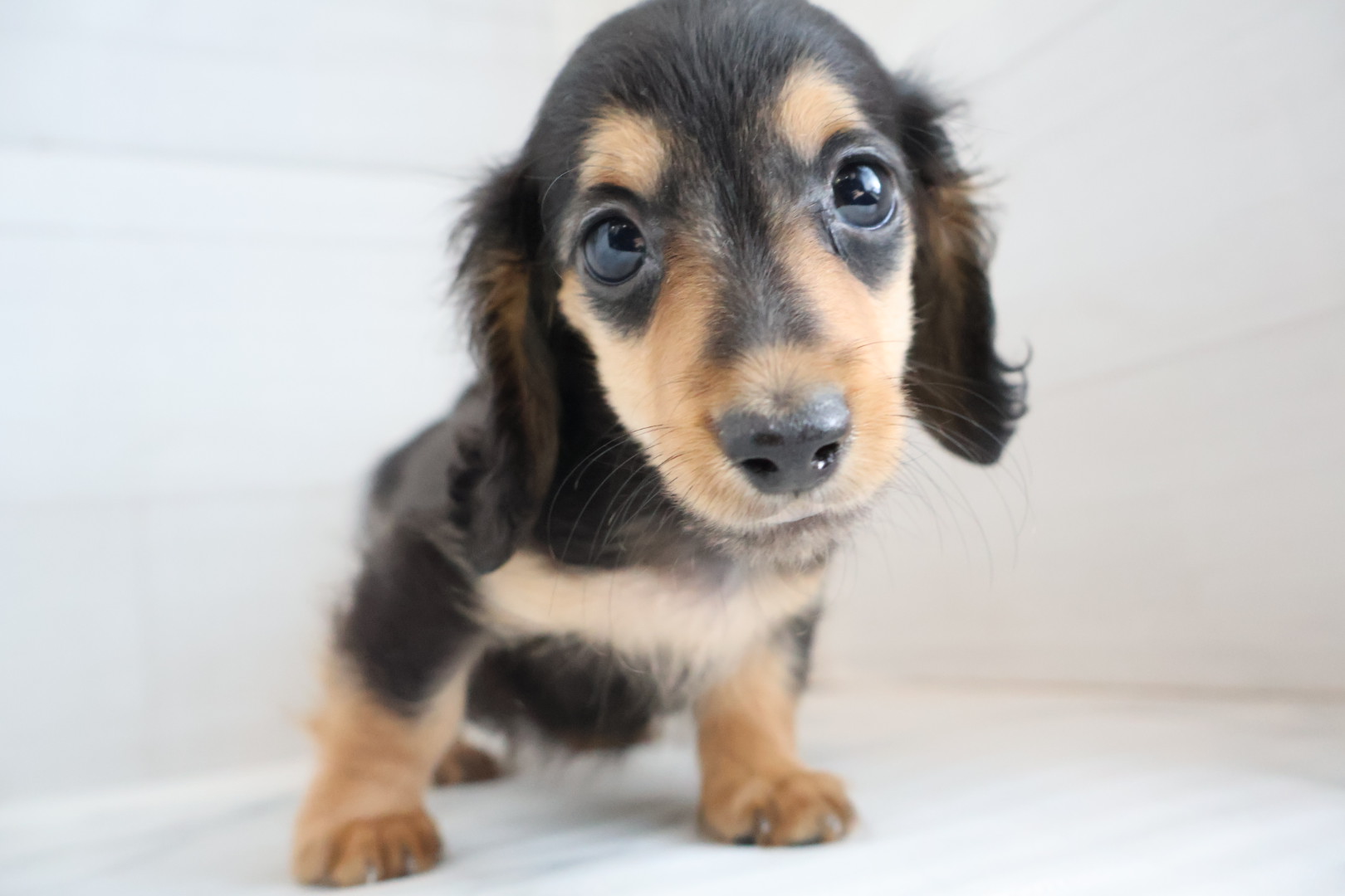 ミニチュアダックスフンド ブラックタンの子犬｜佐賀 | ペッツメイトモラージュ佐賀店