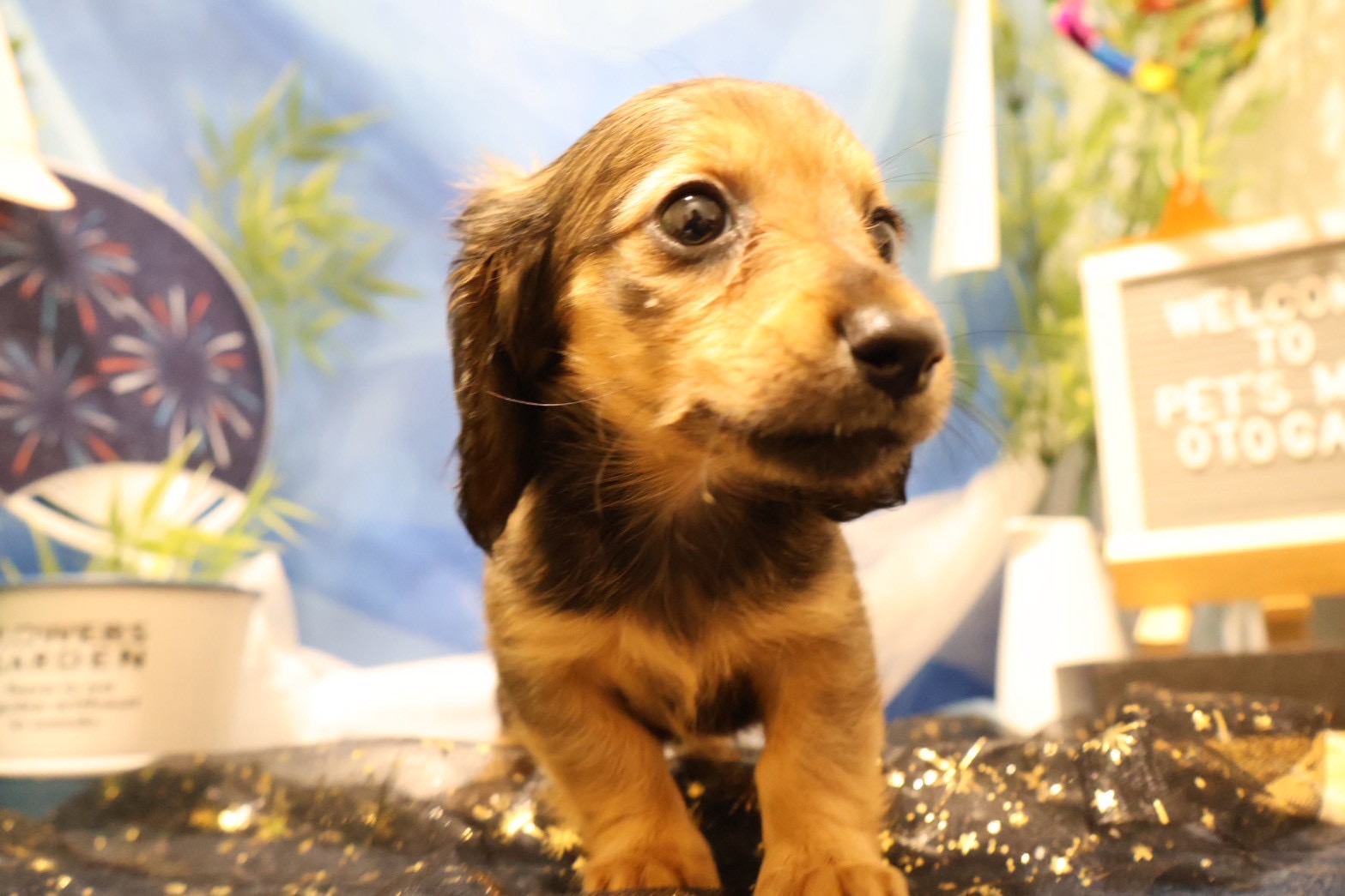 ミニチュアダックスフンド シェーテッドイエローの子犬｜佐賀 |ペッツメイト佐賀店