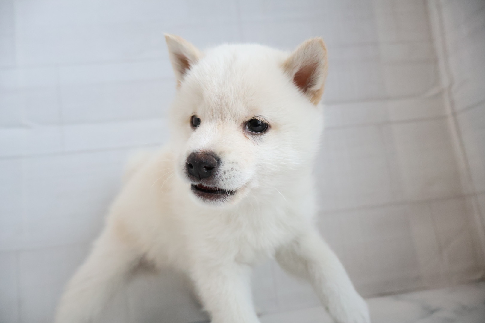 豆柴 白の子犬｜佐賀 | ペッツメイトモラージュ佐賀店