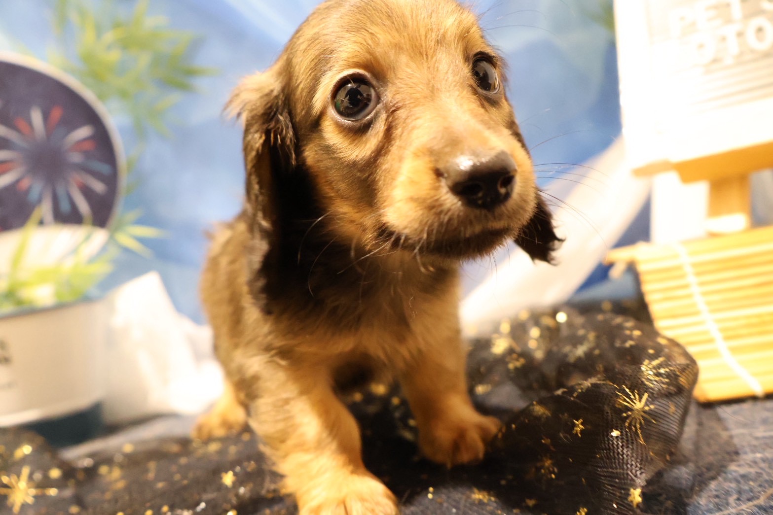 ミニチュアダックスフンド シェーテッドイエローの子犬｜福岡 |ペットアミ甘木店