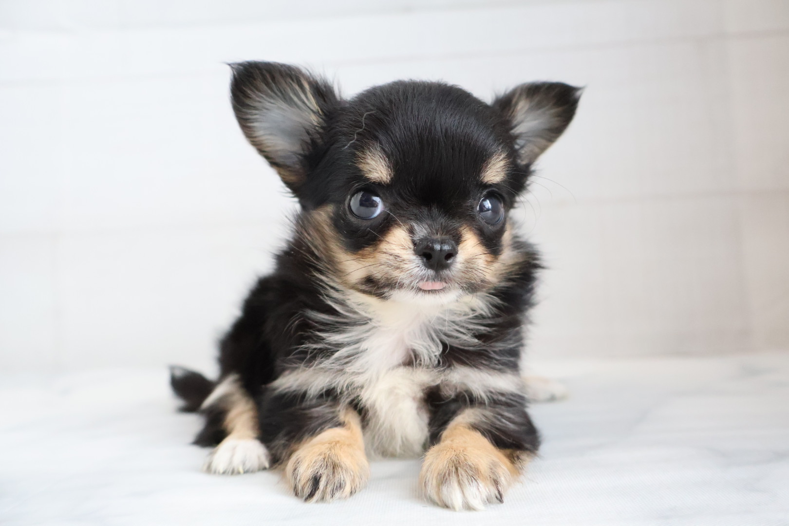 ロングコートチワワ ブラックタンホワイトの子犬｜宮崎 | ペッツメイトイオン都城店