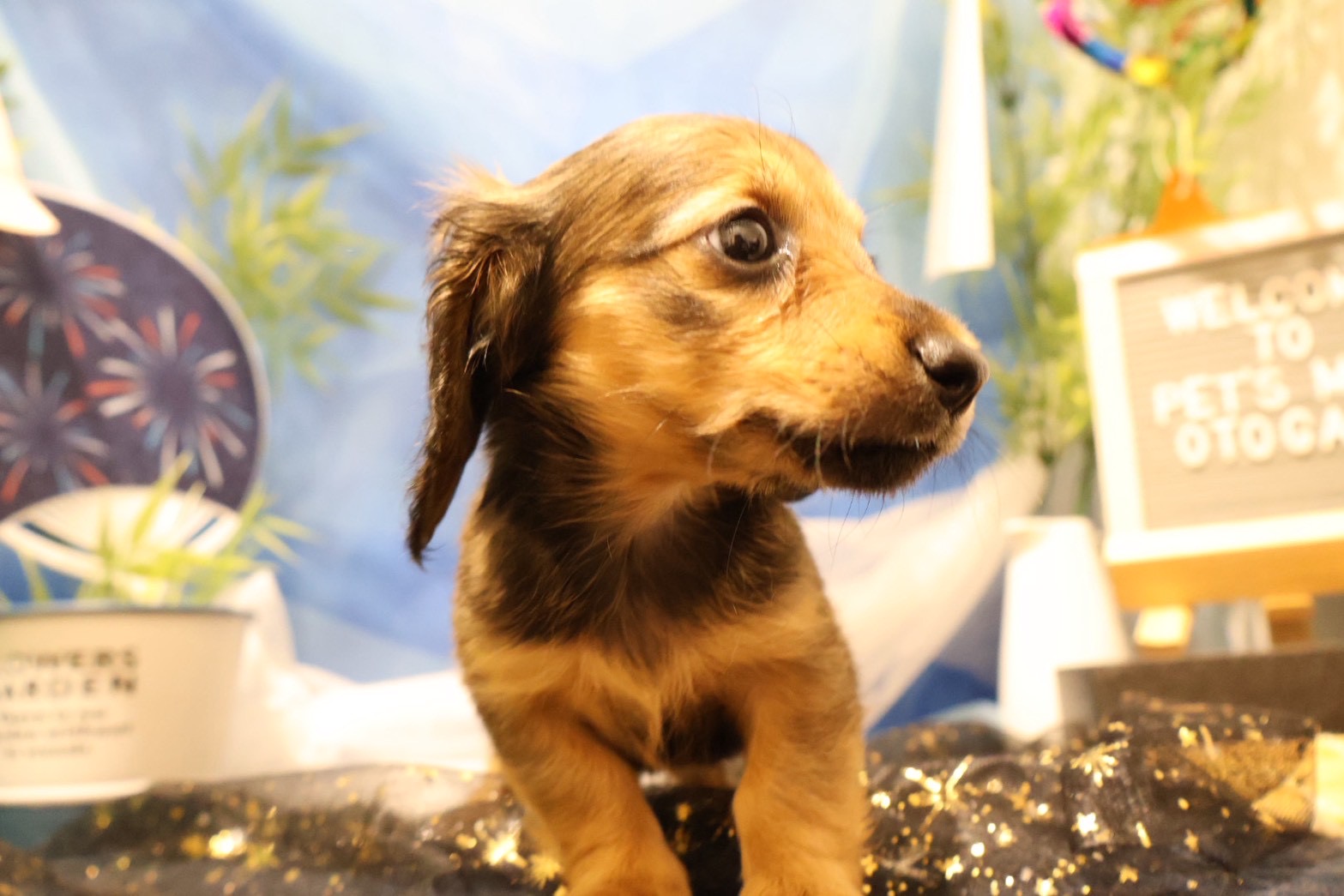 ミニチュアダックスフンド シェーテッドイエローの子犬｜佐賀 |ペッツメイト佐賀店