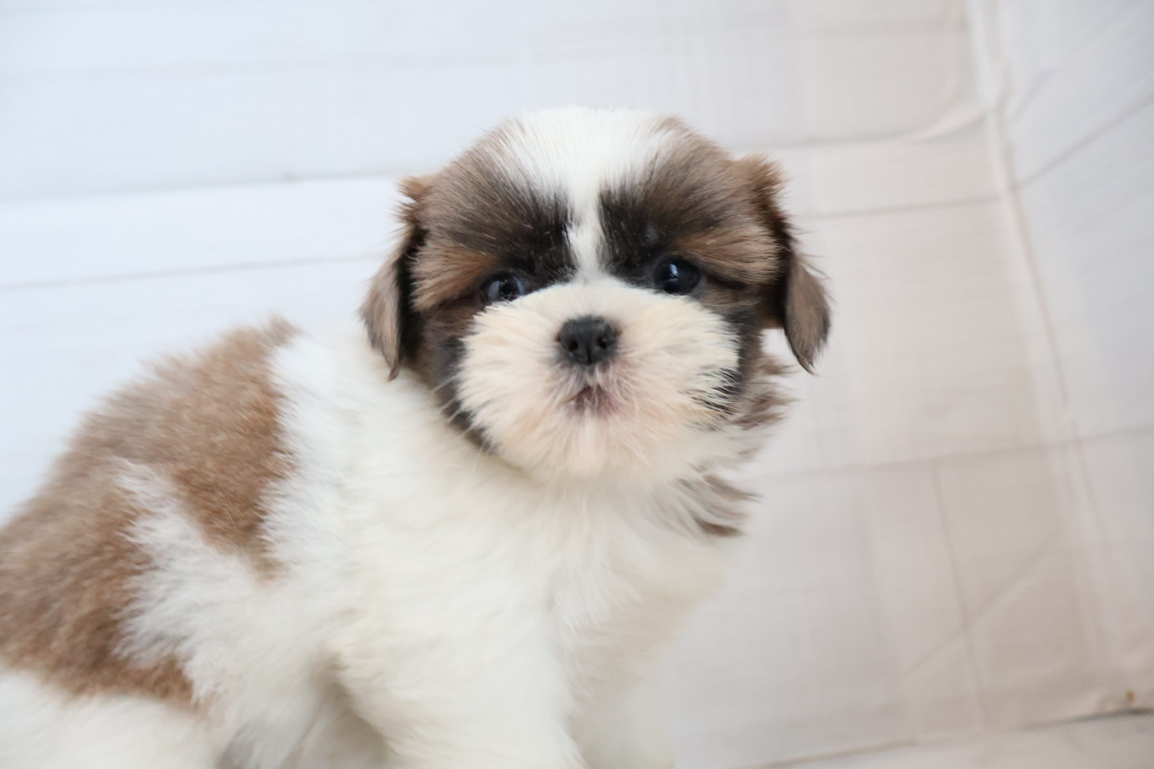 シーズー ゴールドホワイトの子犬｜福岡 |ペットアミ筑後店