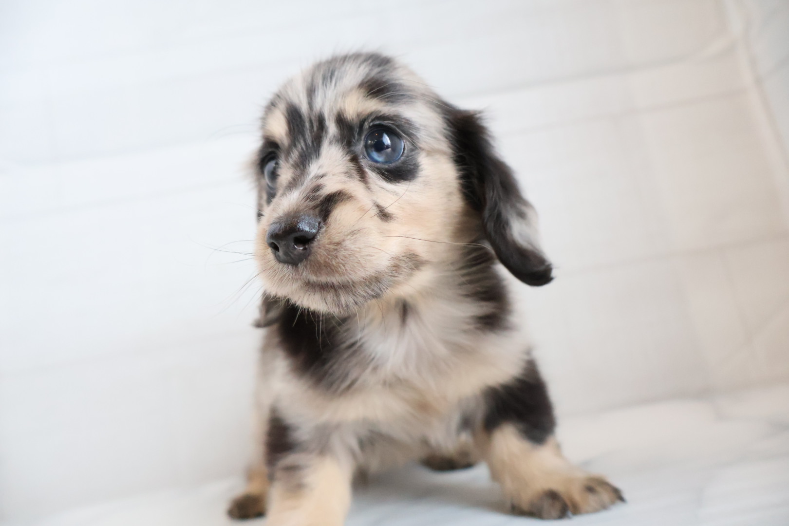 ミニチュアダックスフンド シルバーイエローダップルの子犬｜福岡 |ペットアミ須恵店