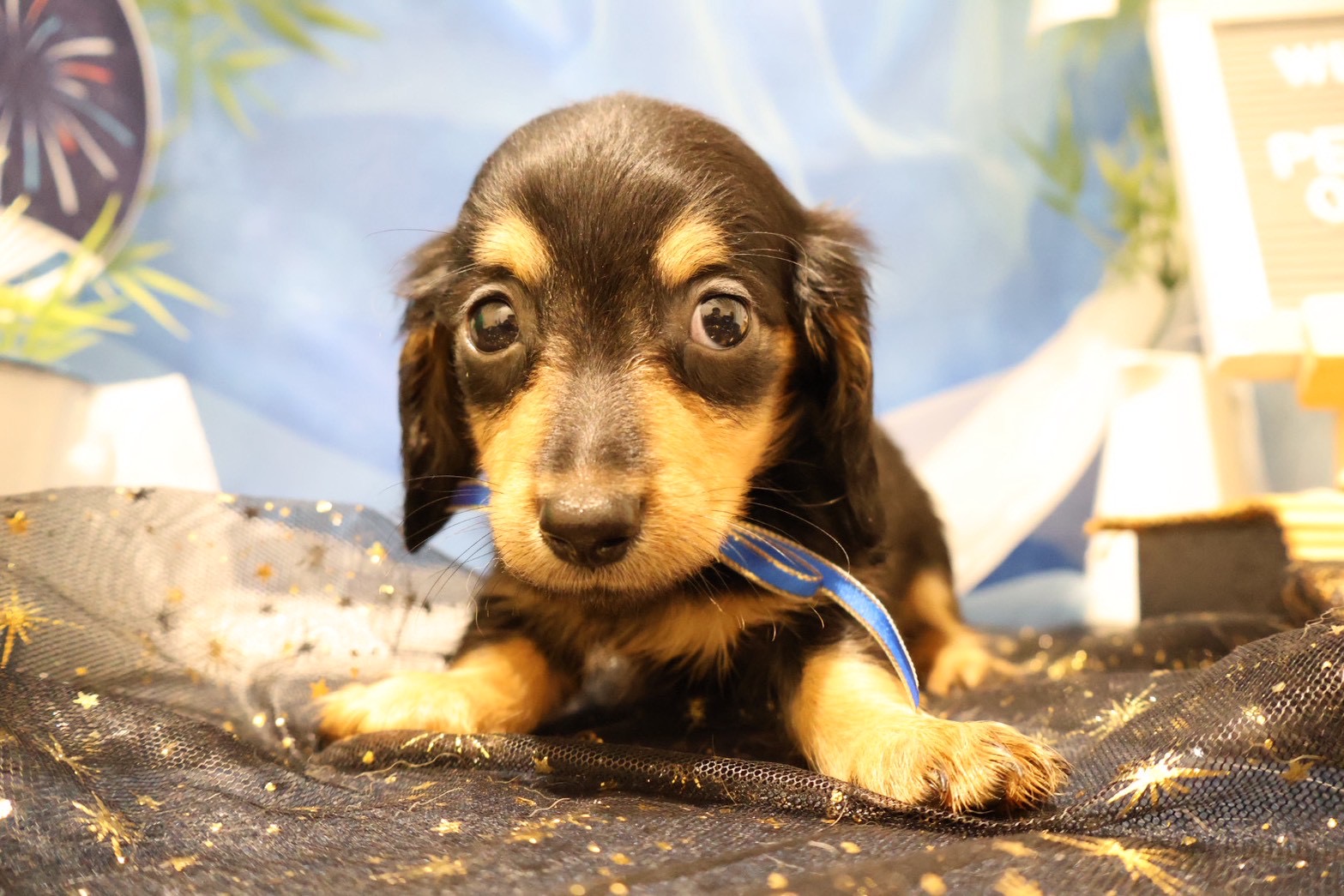 ミニチュアダックスフンド ブラックタンの子犬｜福岡 | ペッツメイト天神大名店