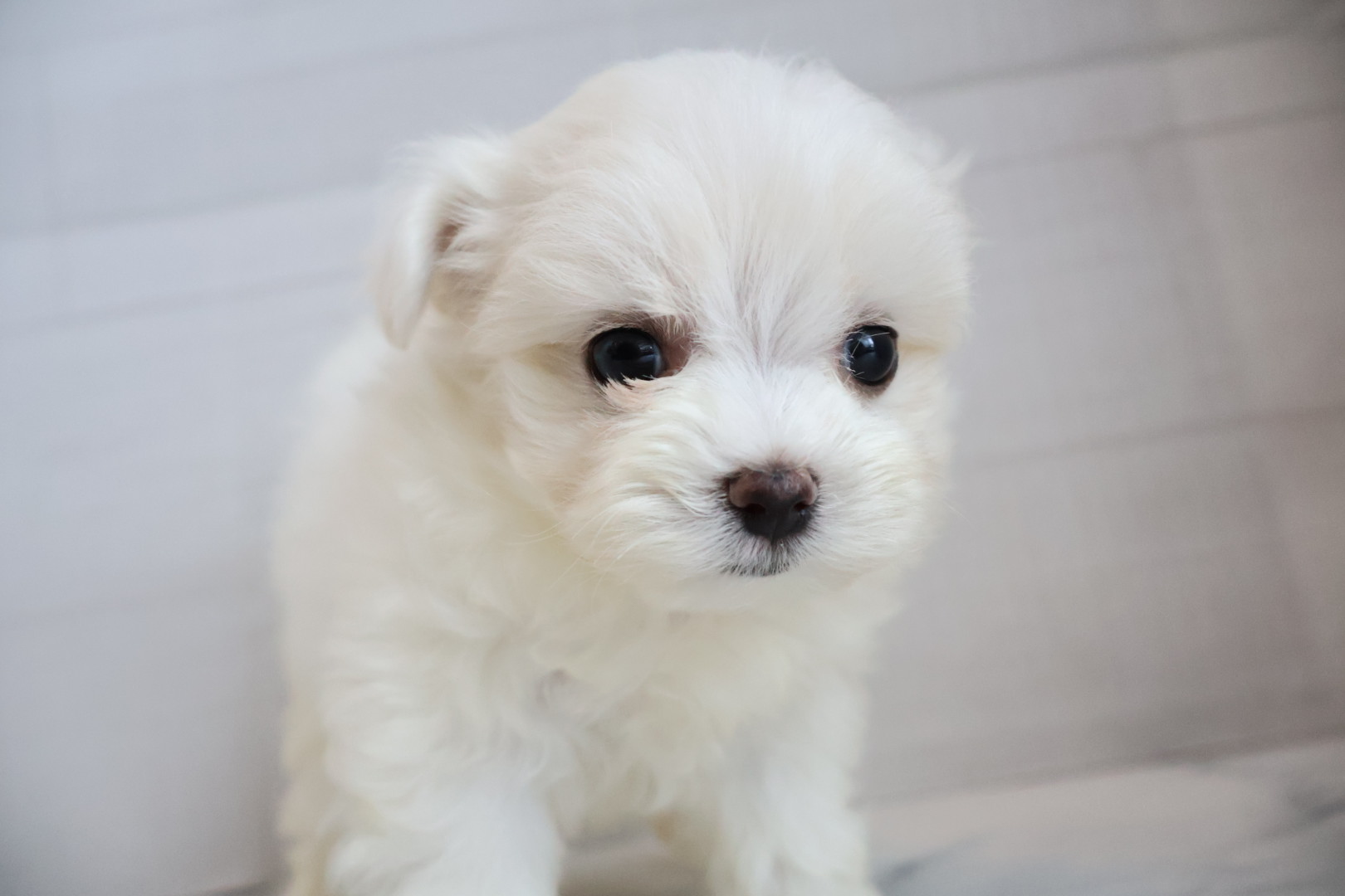 マルチーズ ホワイトの子犬｜佐賀 | ペッツメイトモラージュ佐賀店