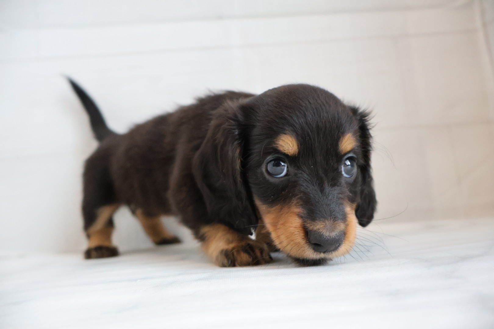 ミニチュアダックスフンド ブラックタンの子犬｜福岡 |ペットアミ甘木店