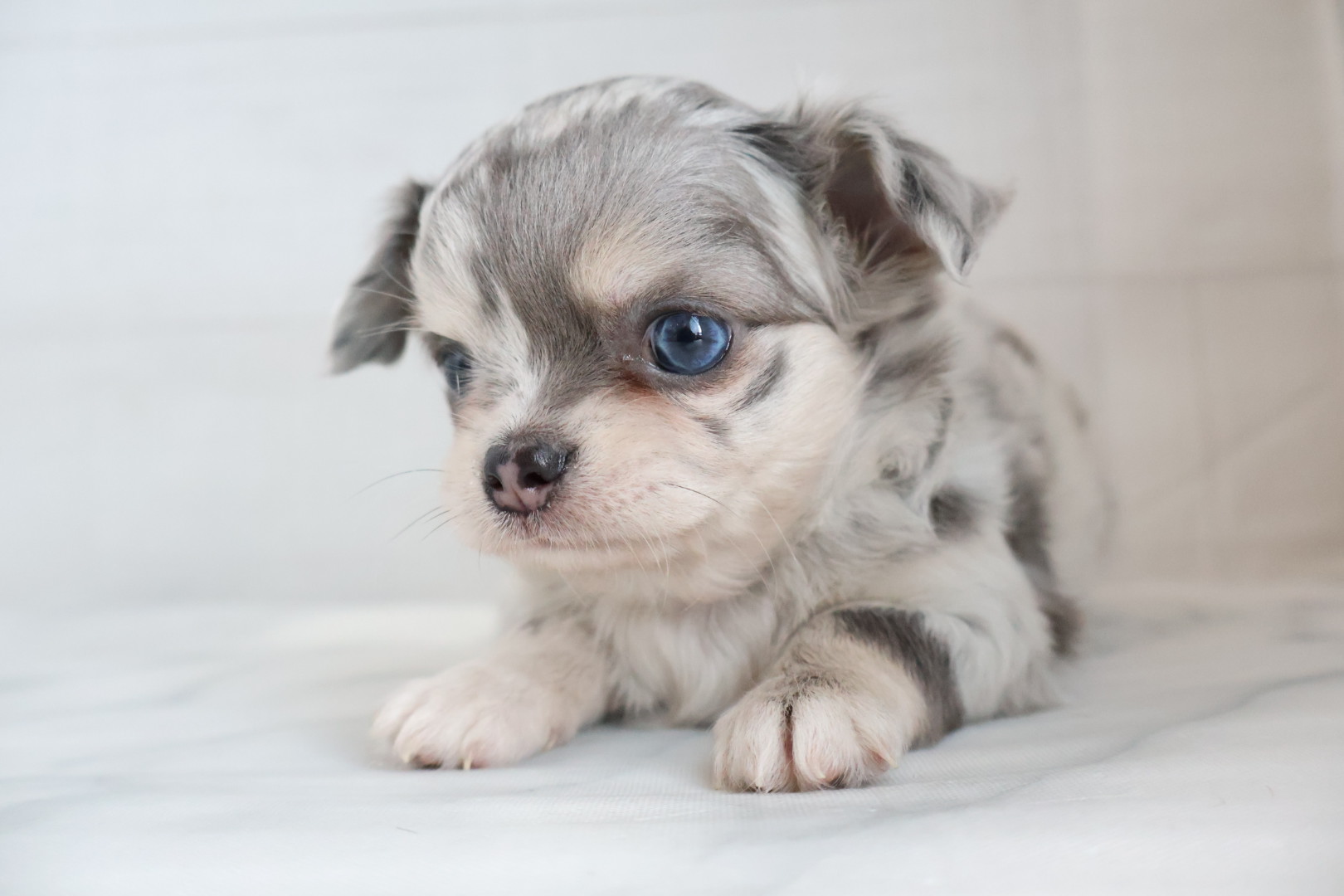 ロングコートチワワ ブルーマールの子犬｜福岡 |ペッツメイトイオン乙金店