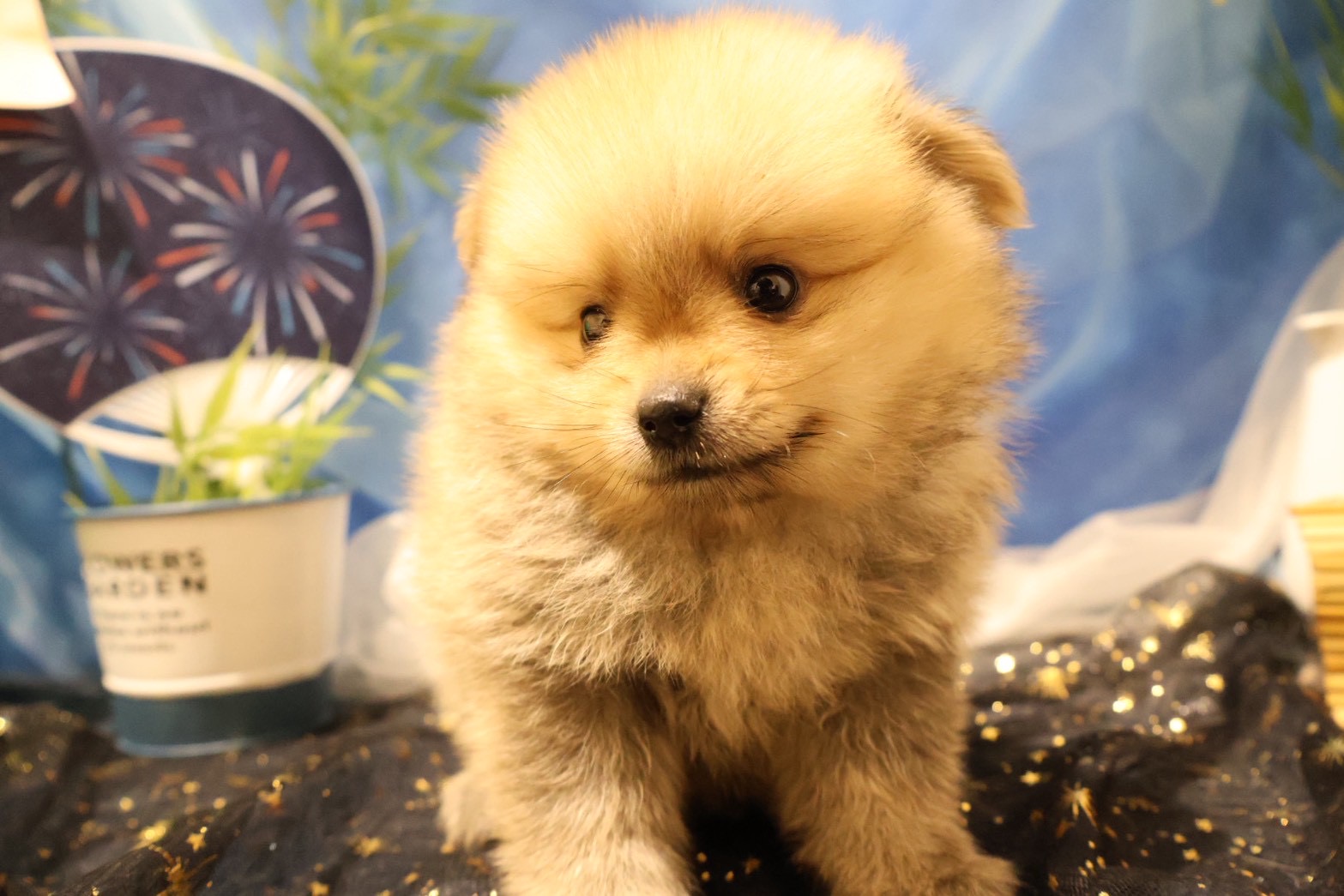 ポメラニアン ウルフセーブルの子犬｜宮崎 | ペッツメイト宮交シティ店