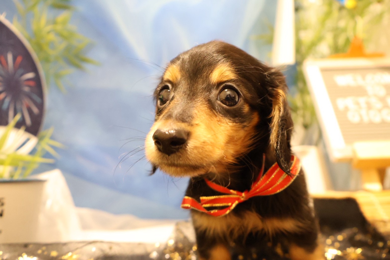 ミニチュアダックスフンド ブラックタンの子犬｜福岡 | ペッツメイト天神大名店