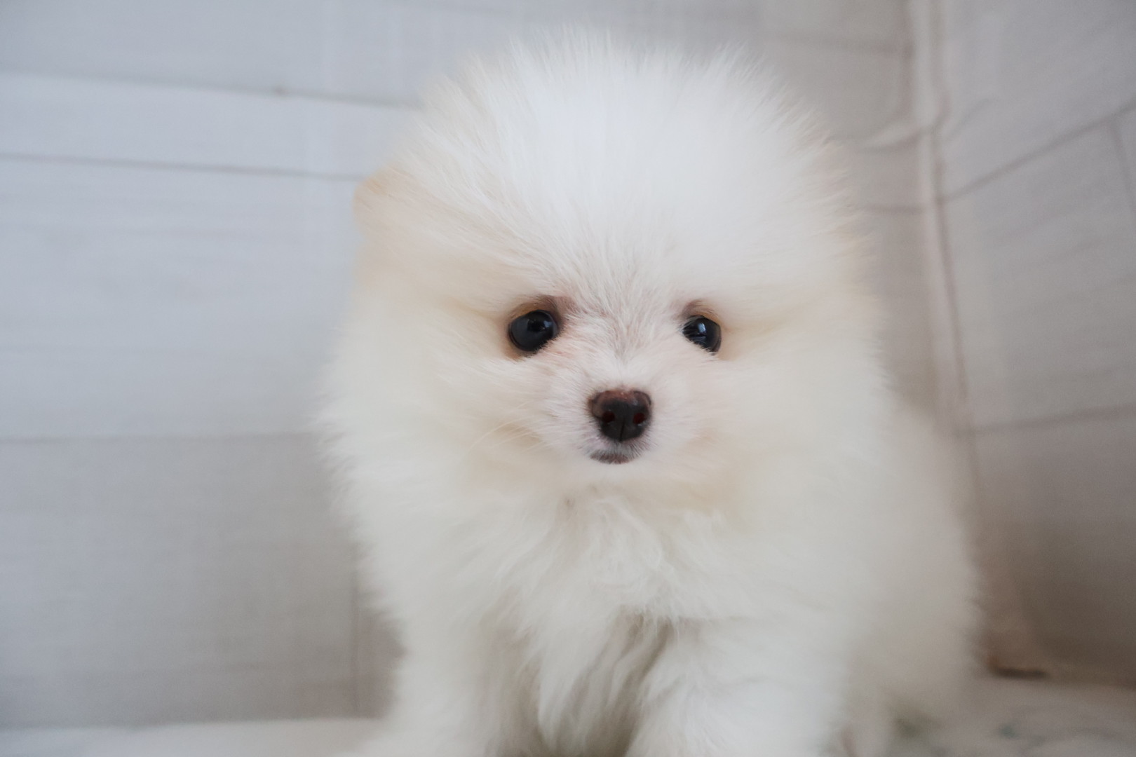 ポメラニアン クリームの子犬｜福岡 | ペッツメイト天神大名店