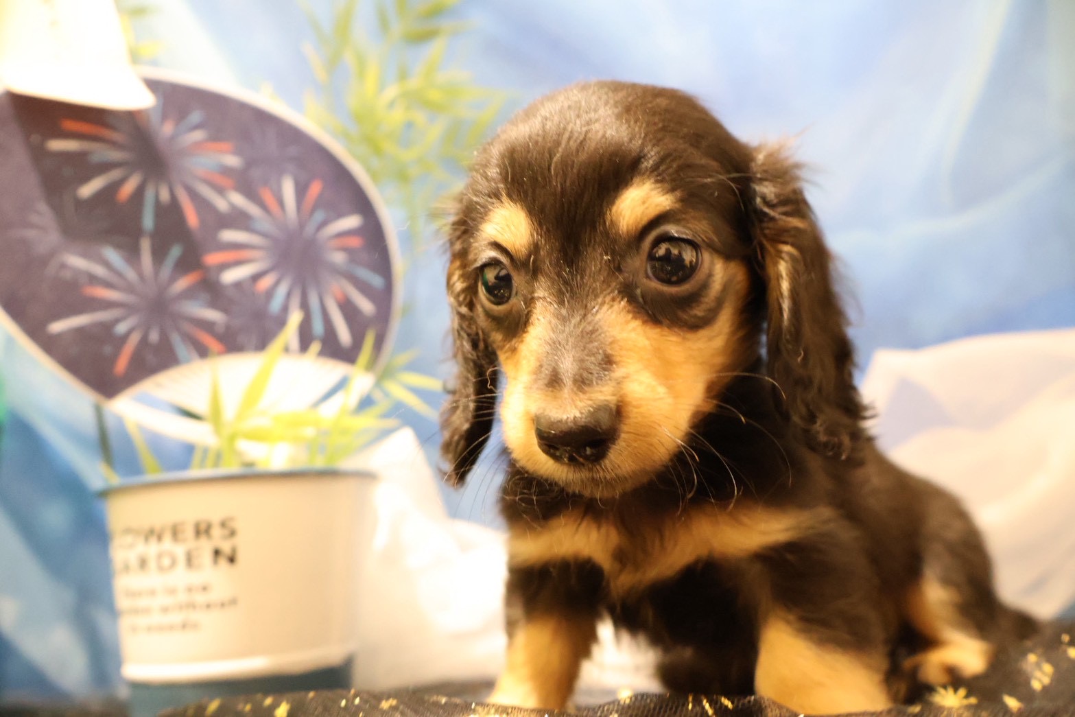 ミニチュアダックスフンド ブラックタンの子犬｜佐賀 |ペッツメイト佐賀店