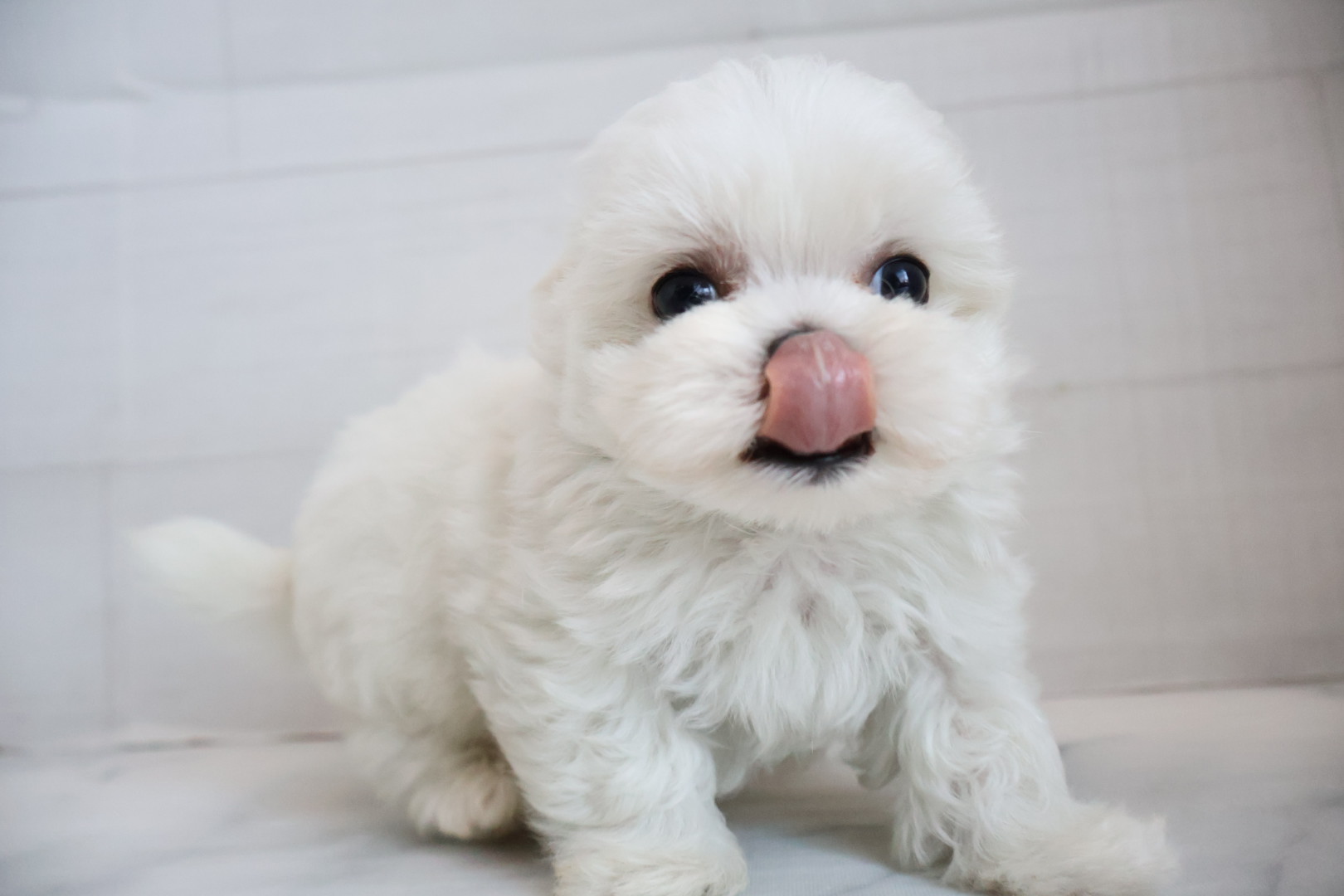 マルチーズ ホワイトの子犬｜福岡 |ペッツメイトイオン乙金店