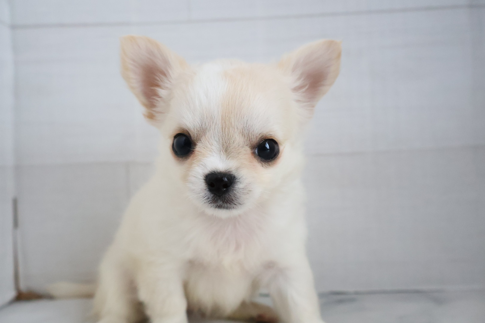 ロングコートチワワ クリームホワイトの子犬｜佐賀 |ペッツメイト佐賀店