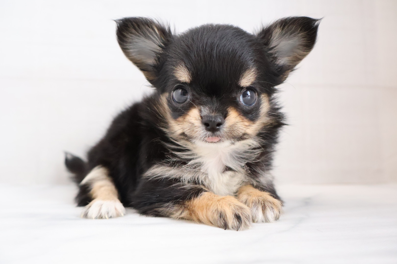 ロングコートチワワ ブラックタンホワイトの子犬｜宮崎 | ペッツメイトイオン都城店