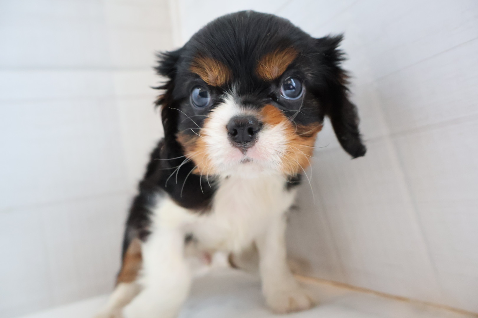 キャバリア・キングチャールズ・スパニエル トライカラーの子犬｜宮崎 | ペッツメイト宮交シティ店