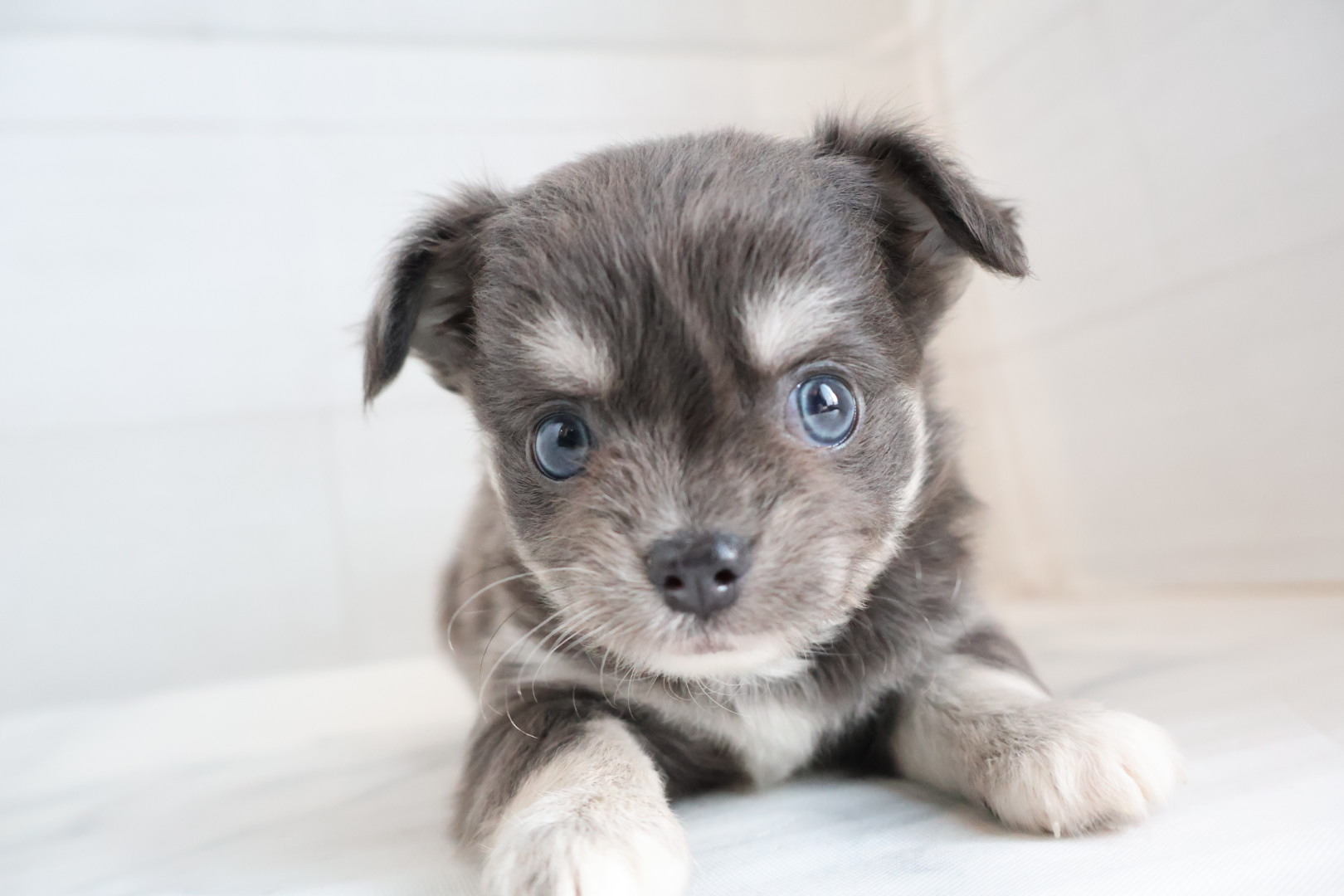 ロングコートチワワ ブルータンホワイトの子犬｜福岡 |ペッツメイトイオン小郡店