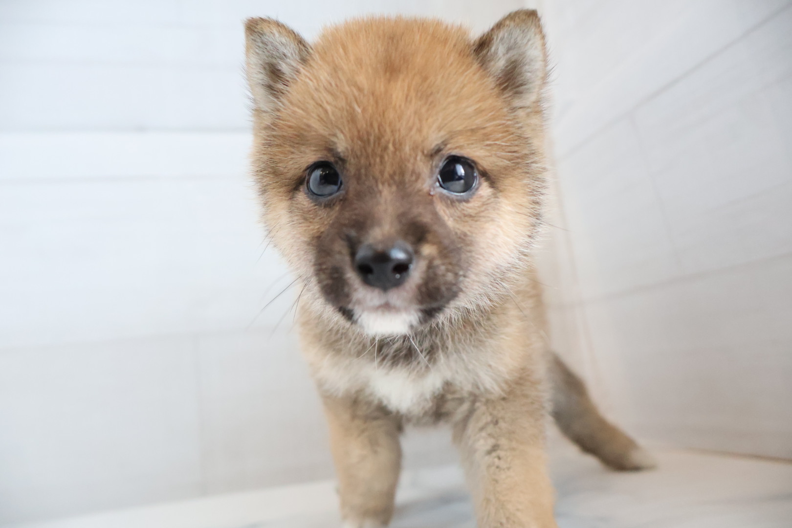 豆柴 赤の子犬｜福岡 | ペッツメイト天神大名店