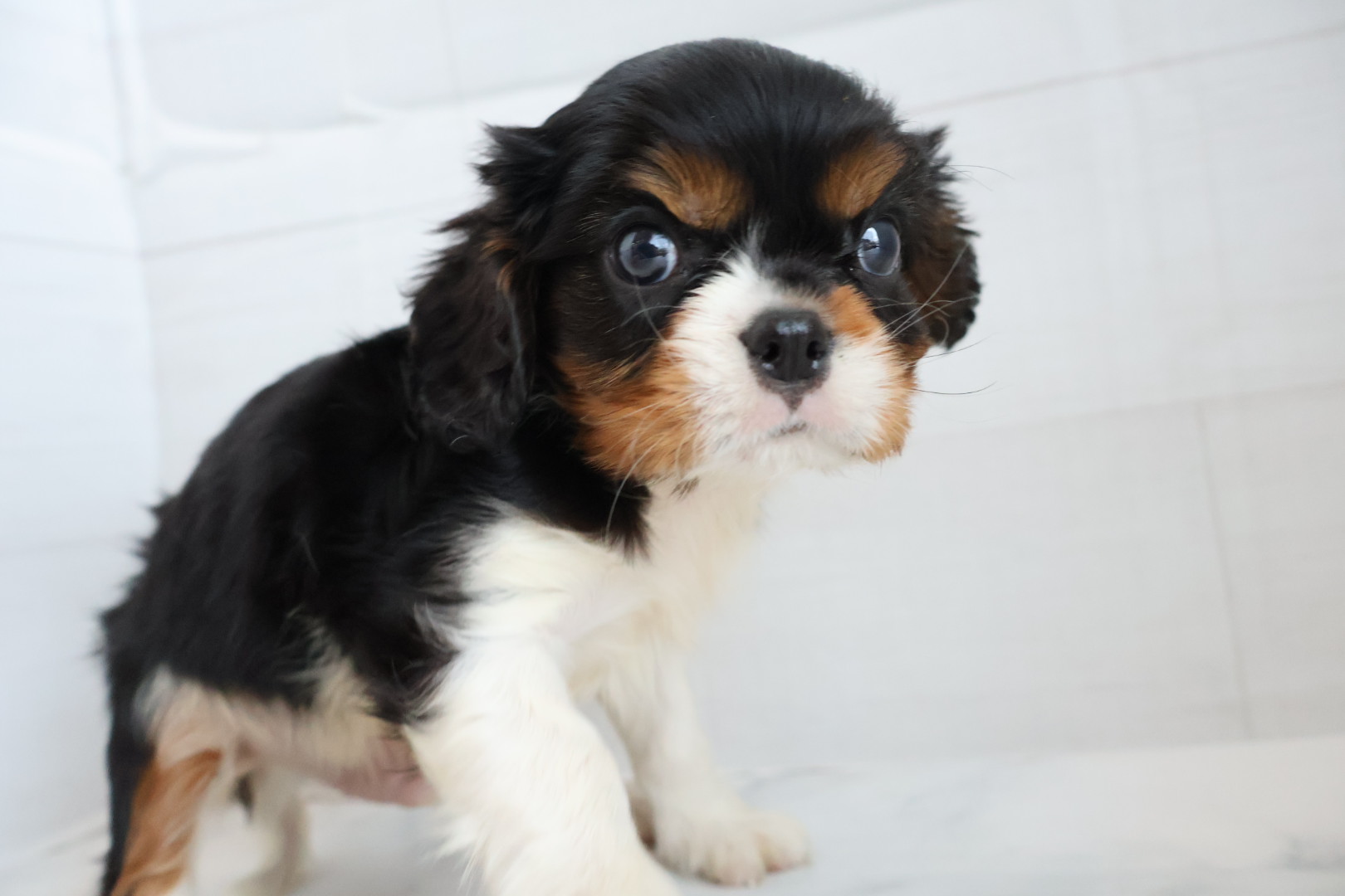 キャバリア・キングチャールズ・スパニエル トライカラーの子犬｜宮崎 | ペッツメイト宮交シティ店