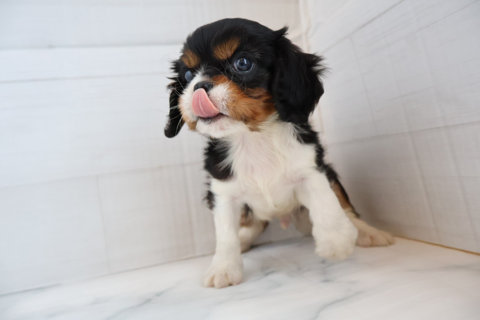 キャバリア・キングチャールズ・スパニエル トライカラーの子犬｜宮崎 | ペッツメイト宮交シティ店