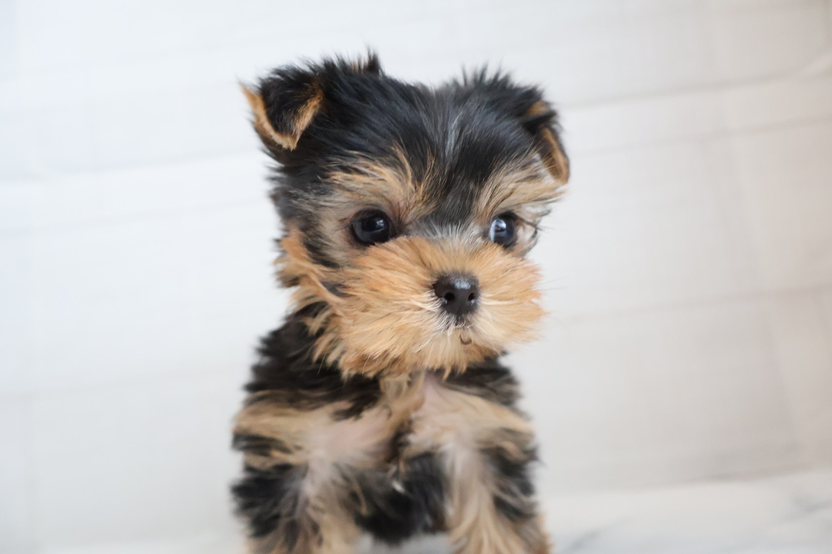 ヨークシャーテリア スチールブルータンの子犬｜福岡 |ペットアミ須恵店
