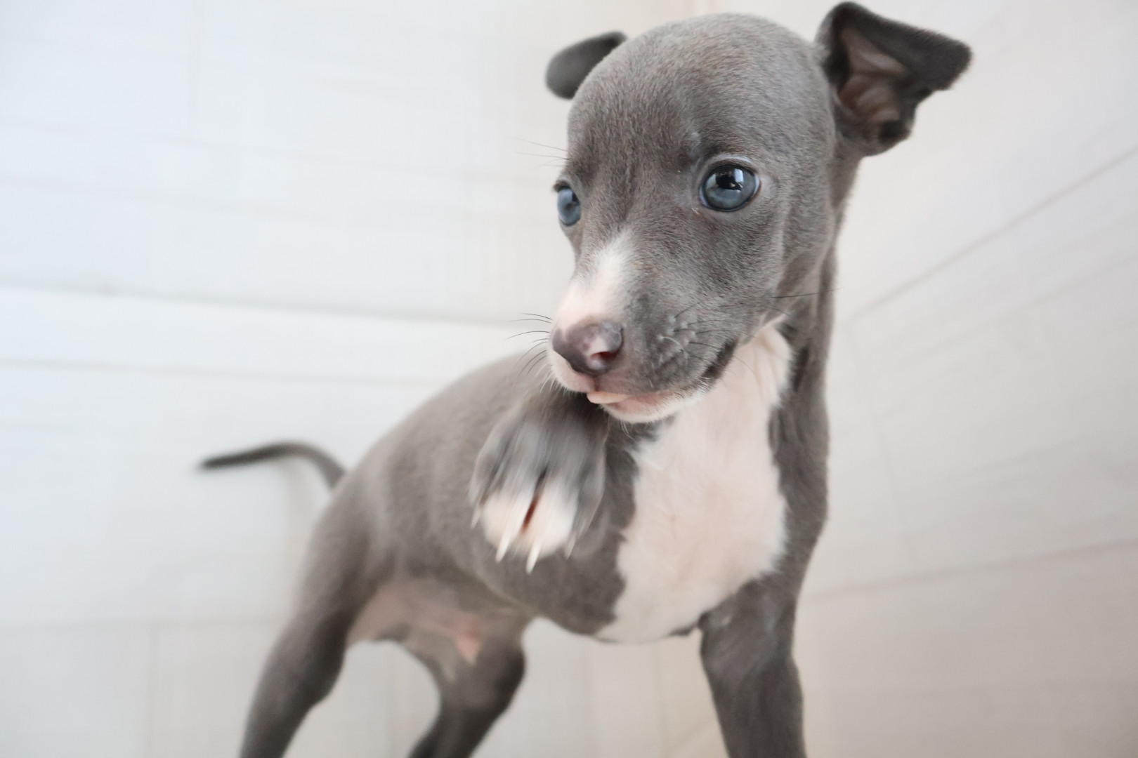 イタリアングレーハウンド ブルーホワイトの子犬｜福岡 | ペッツメイト天神大名店