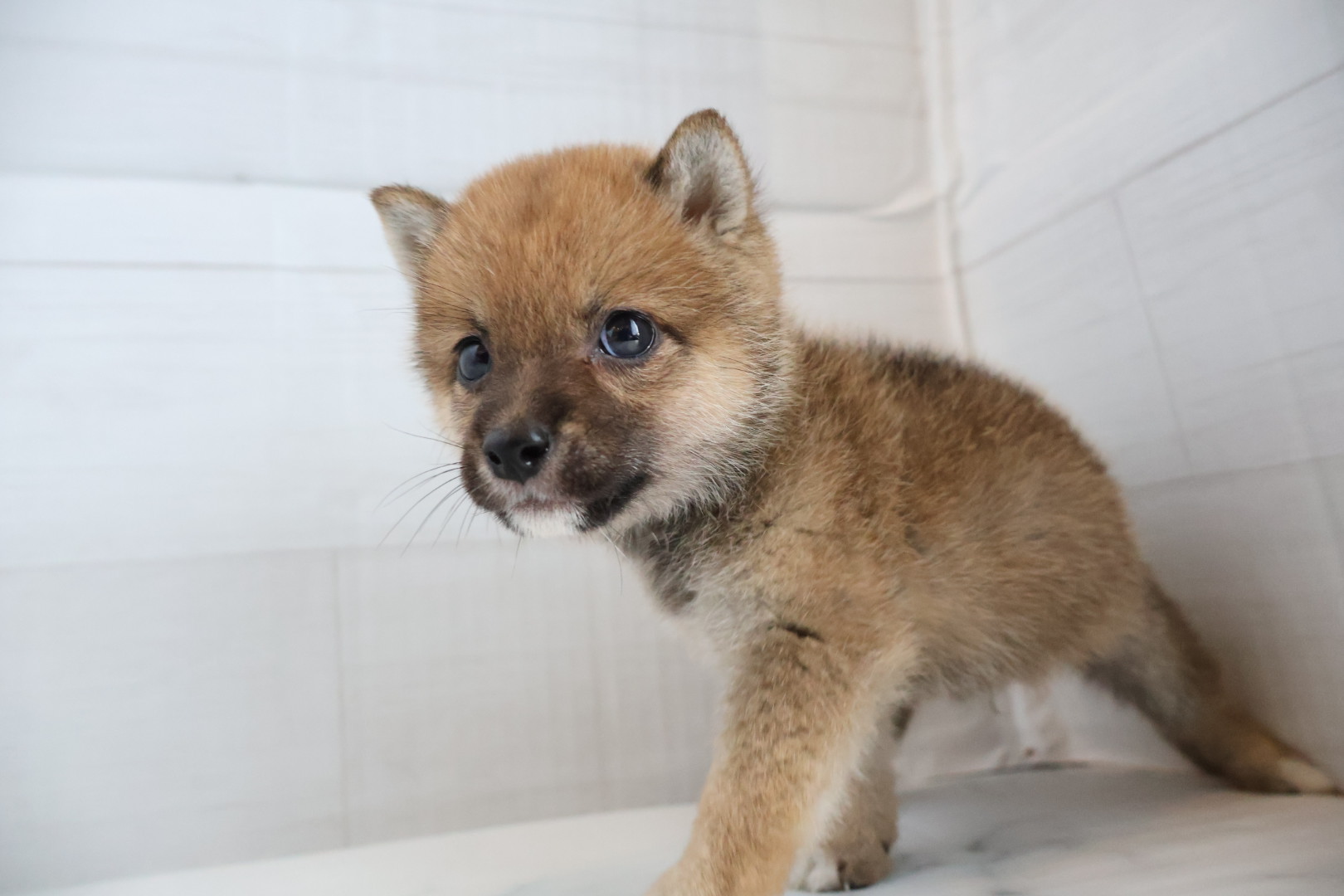 豆柴 赤の子犬｜福岡 | ペッツメイト天神大名店