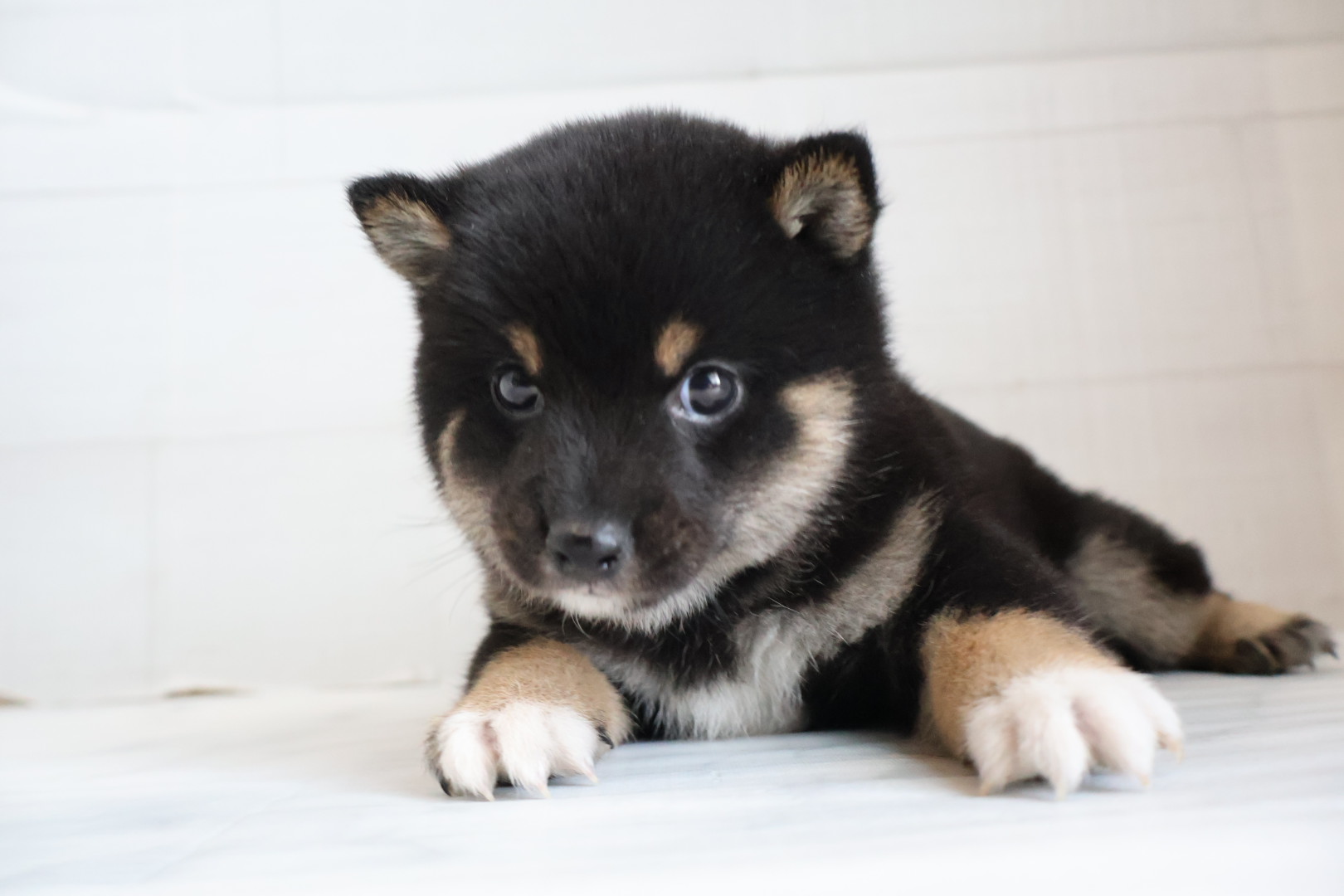 豆柴 黒の子犬｜福岡 |ペッツメイトイオン小郡店