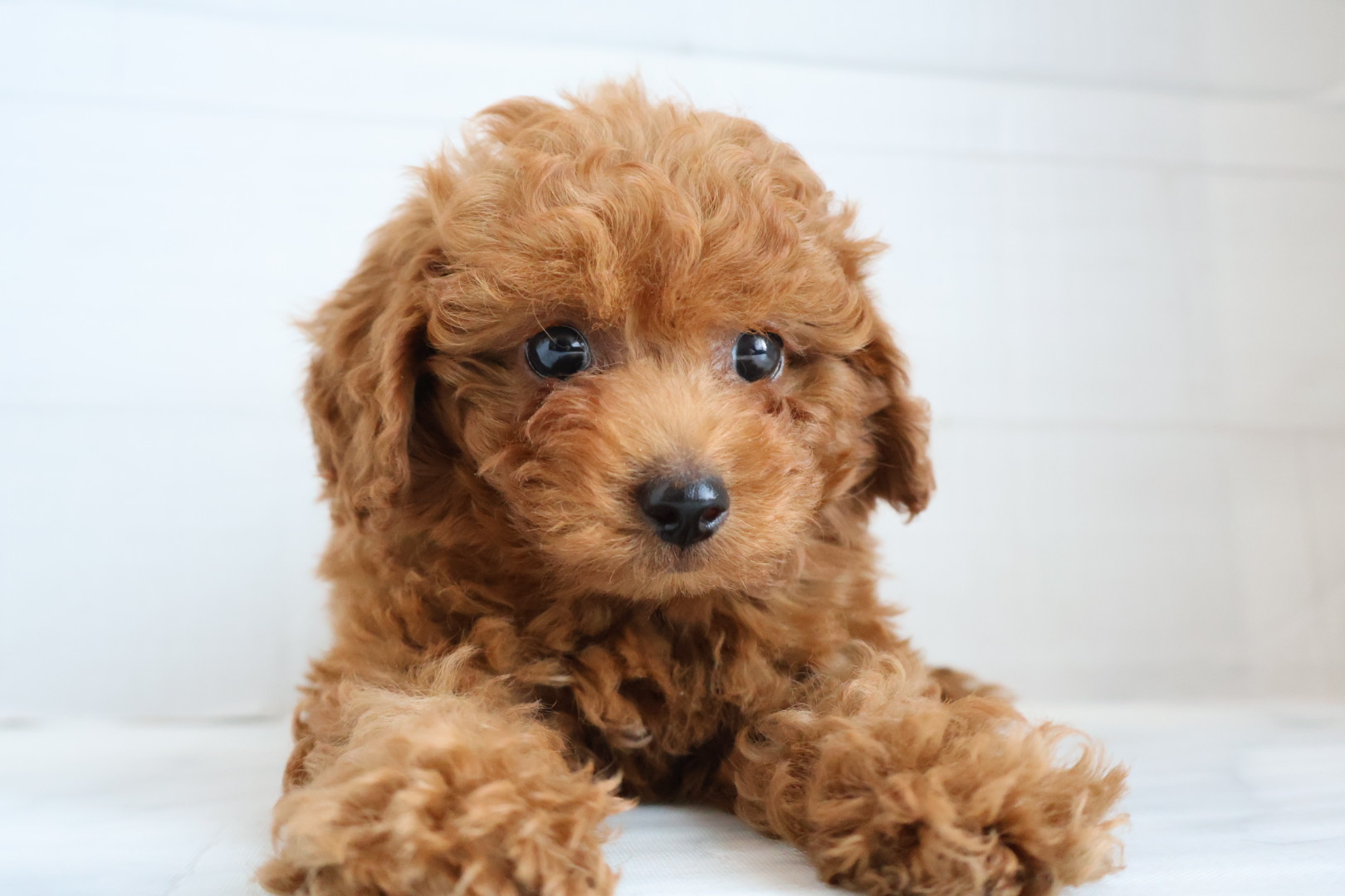 トイプードル レッドの子犬｜福岡 |ペットアミ須恵店