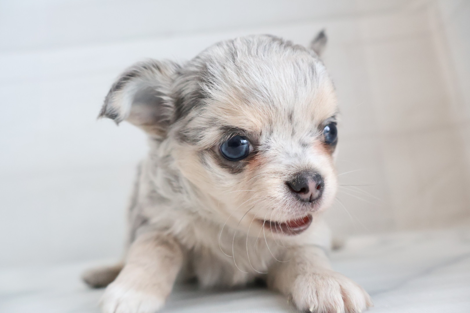ロングコートチワワ ブルーマールの子犬｜福岡 |ペッツメイトイオン乙金店