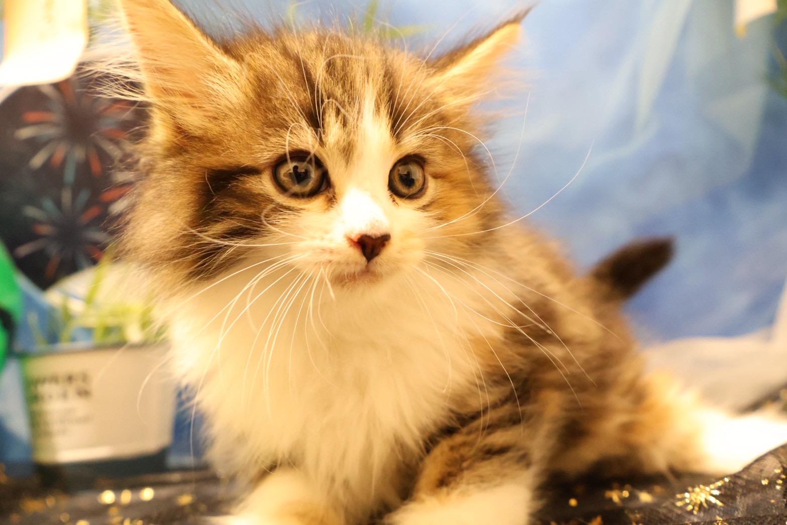ノルウェージャンフォレストキャット キャリコの子猫｜福岡 |ペッツメイトイオン乙金店
