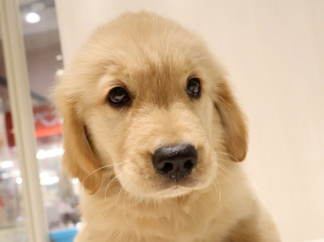ゴールデンレトリーバー ゴールデンの子犬｜福岡 |ペッツメイトイオン乙金店