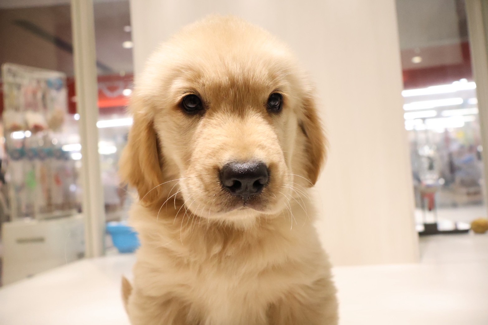 ゴールデンレトリーバー ゴールデンの子犬｜福岡 |ペッツメイトイオン乙金店