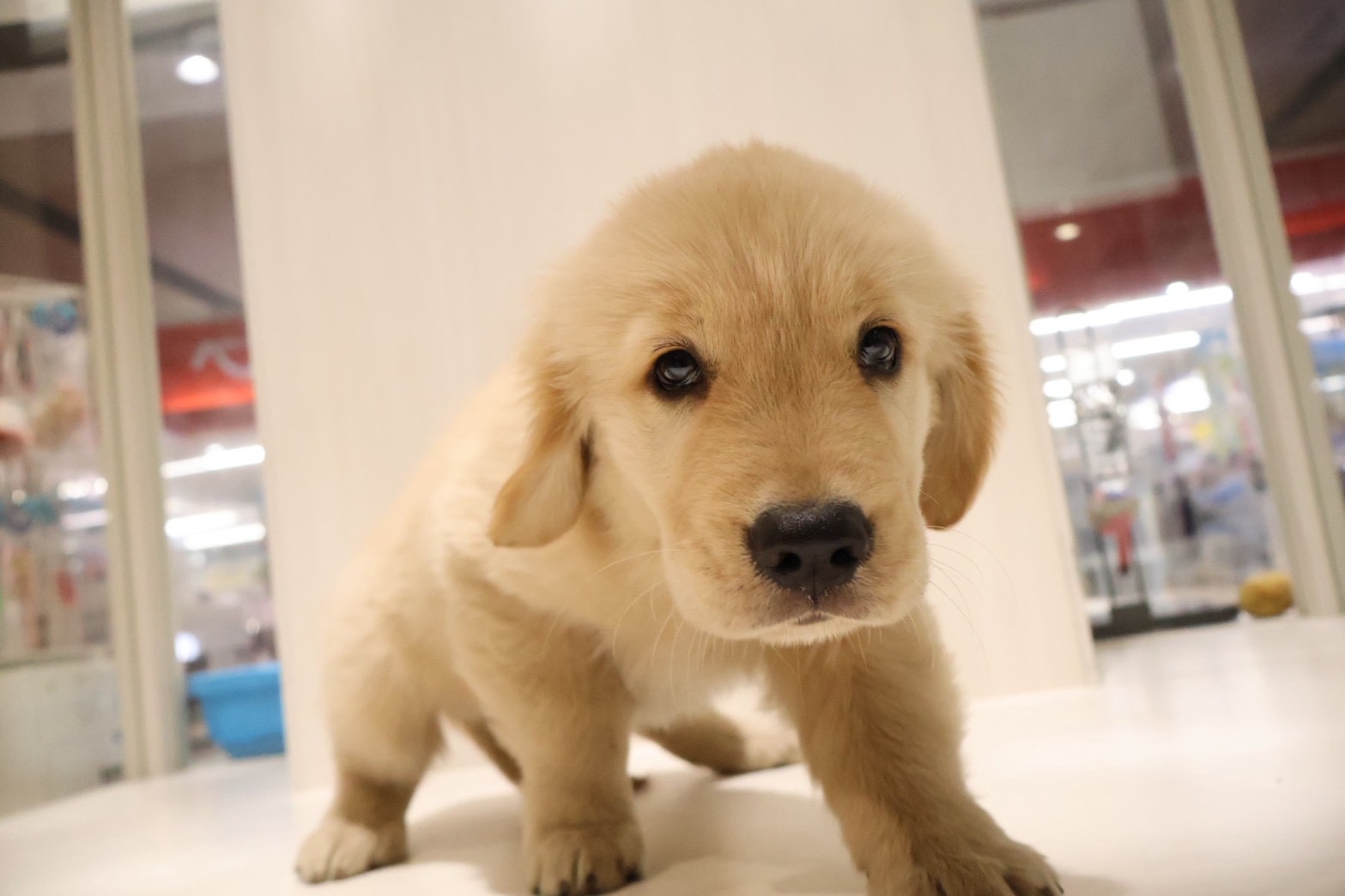 ゴールデンレトリーバー ゴールデンの子犬｜福岡 |ペッツメイトイオン乙金店