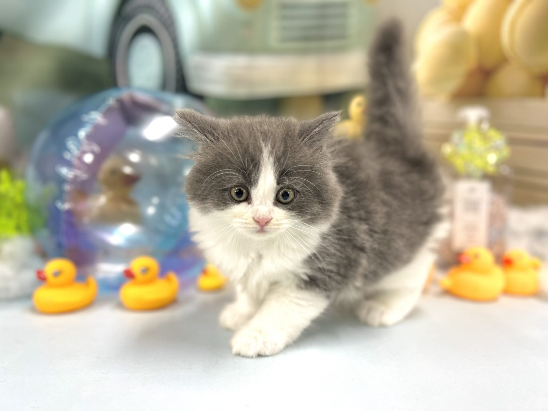 ミヌエット ブルー＆ホワイトの子猫｜佐賀 |ペッツメイト佐賀店