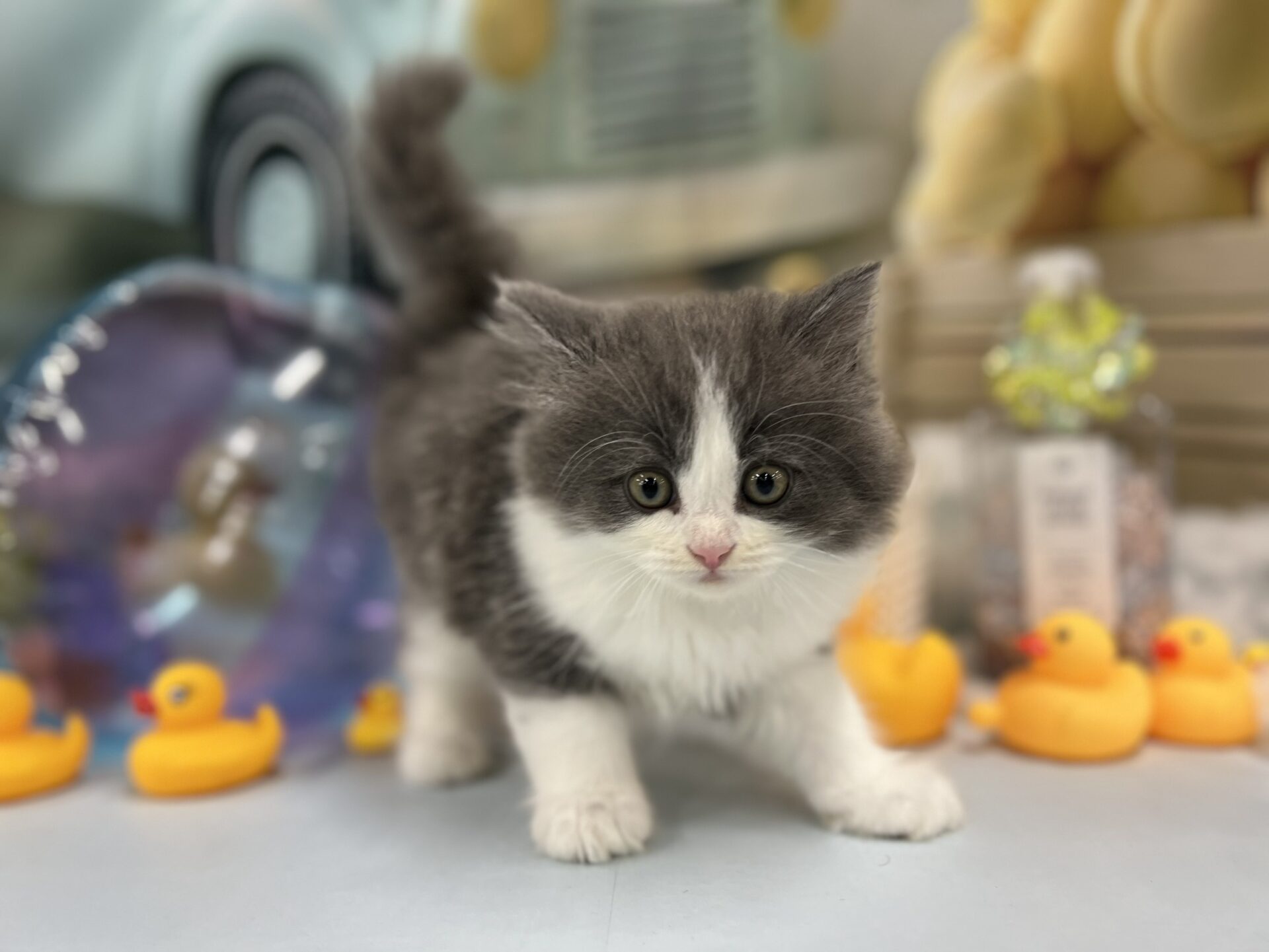 ミヌエット ブルー＆ホワイトの子猫｜佐賀 |ペッツメイト佐賀店