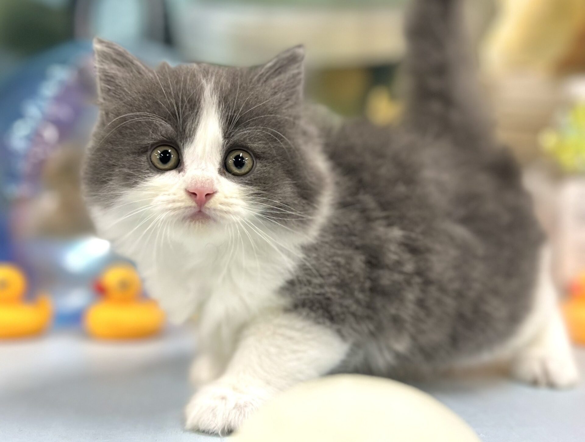 ミヌエット ブルー＆ホワイトの子猫｜佐賀 |ペッツメイト佐賀店