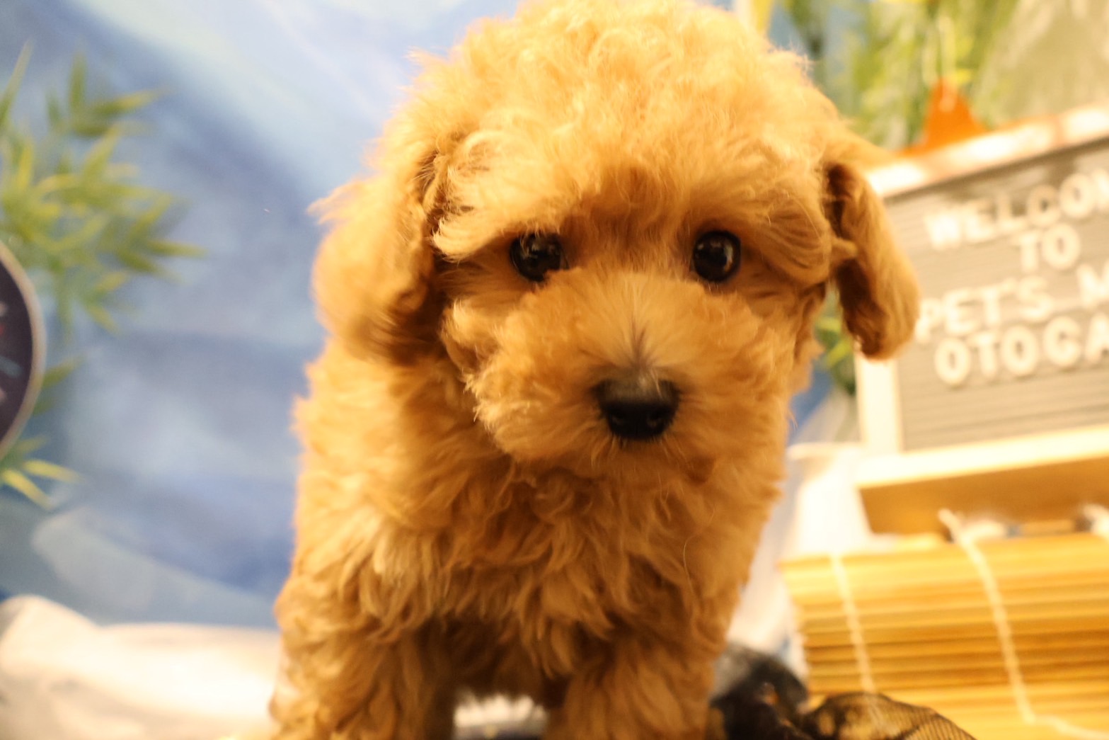 トイプードル アプリコットの子犬｜佐賀 |ペッツメイト佐賀店