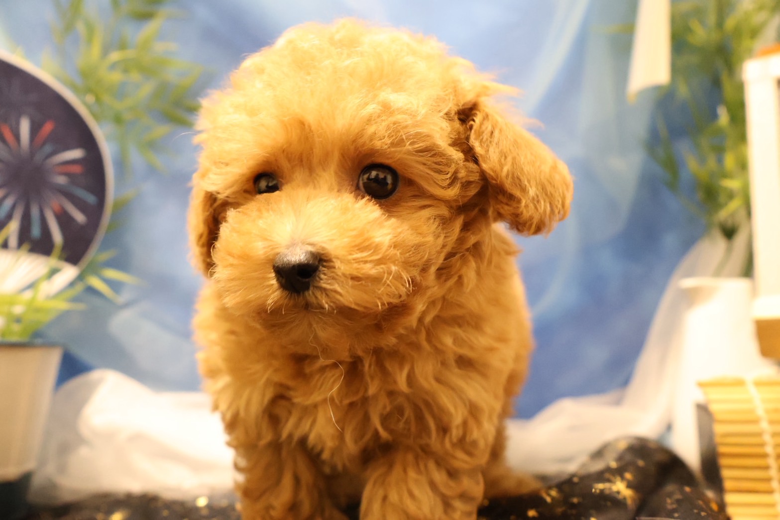 トイプードル アプリコットの子犬｜佐賀 |ペッツメイト佐賀店