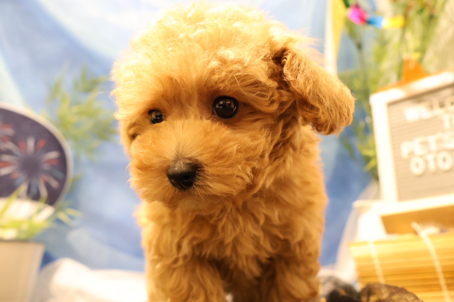 トイプードル アプリコットの子犬｜佐賀 |ペッツメイト佐賀店