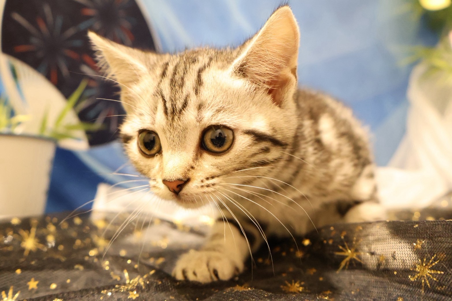 アメリカンショートヘア シルバータビーの子猫｜福岡 | ペッツメイト天神大名店