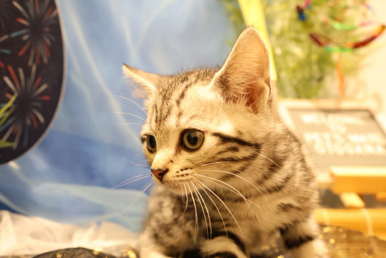アメリカンショートヘア シルバータビーの子猫｜福岡 | ペッツメイト天神大名店