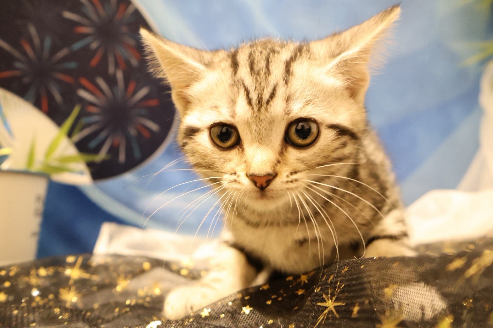 アメリカンショートヘア シルバータビーの子猫｜福岡 | ペッツメイト天神大名店