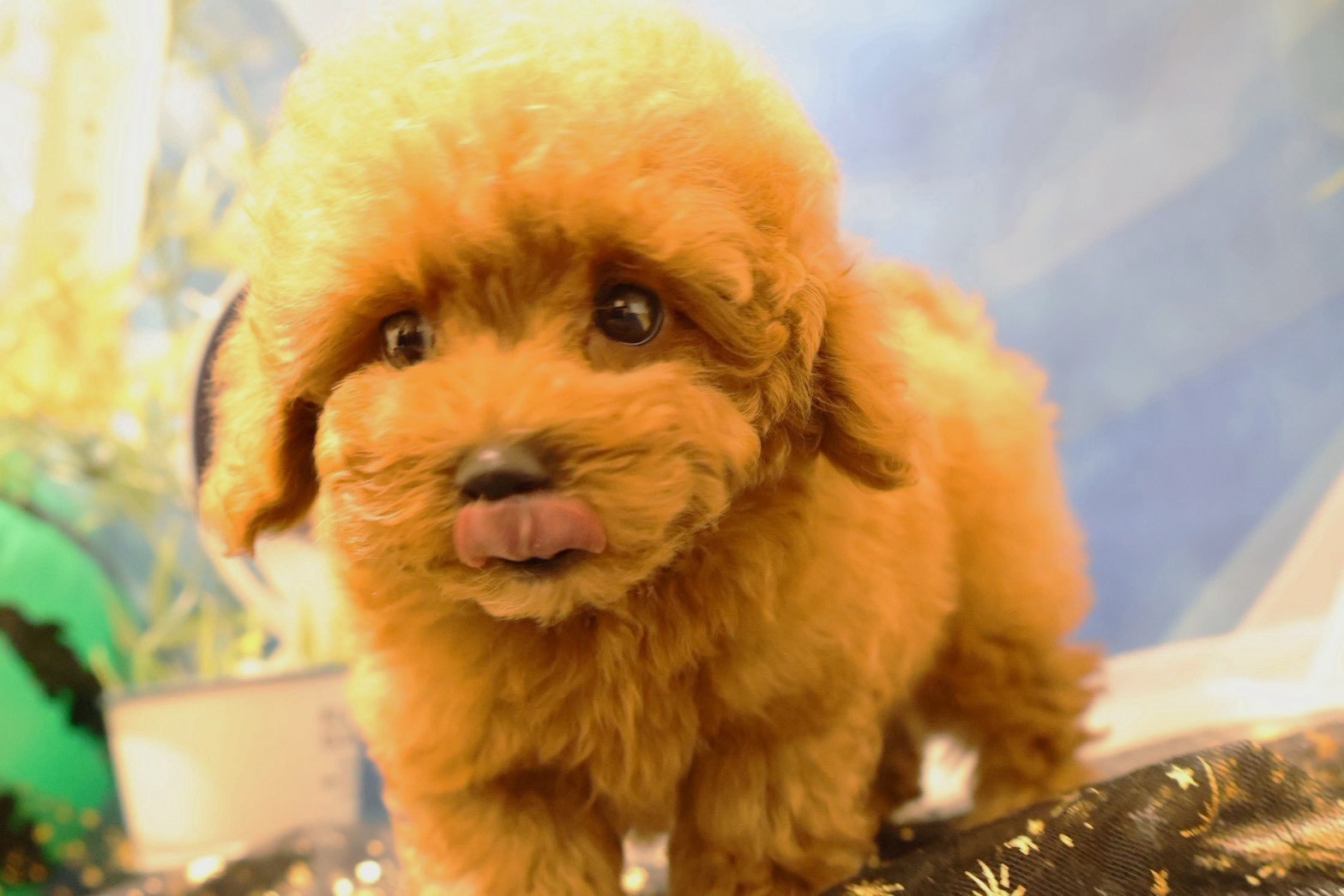 トイプードル レッドの子犬｜佐賀 |ペッツメイト佐賀店