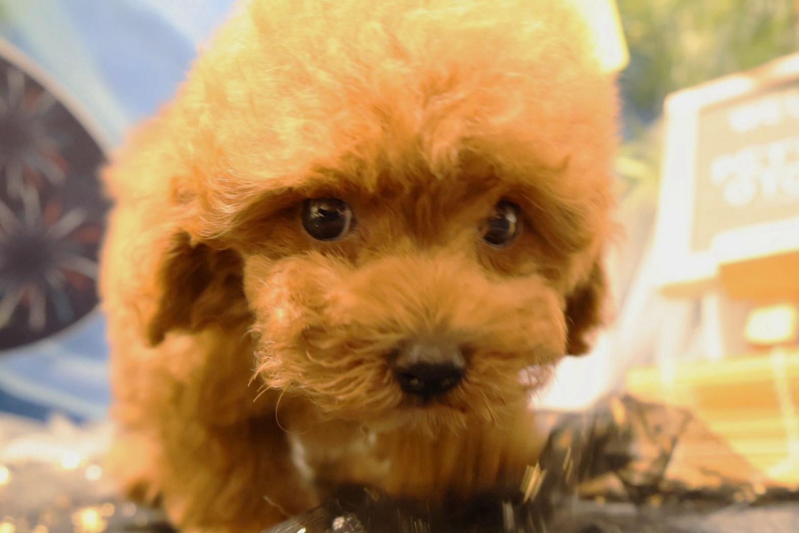 トイプードル レッドの子犬｜佐賀 |ペッツメイト佐賀店