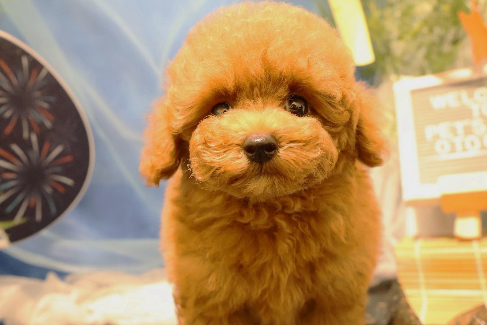 トイプードル レッドの子犬｜佐賀 |ペッツメイト佐賀店