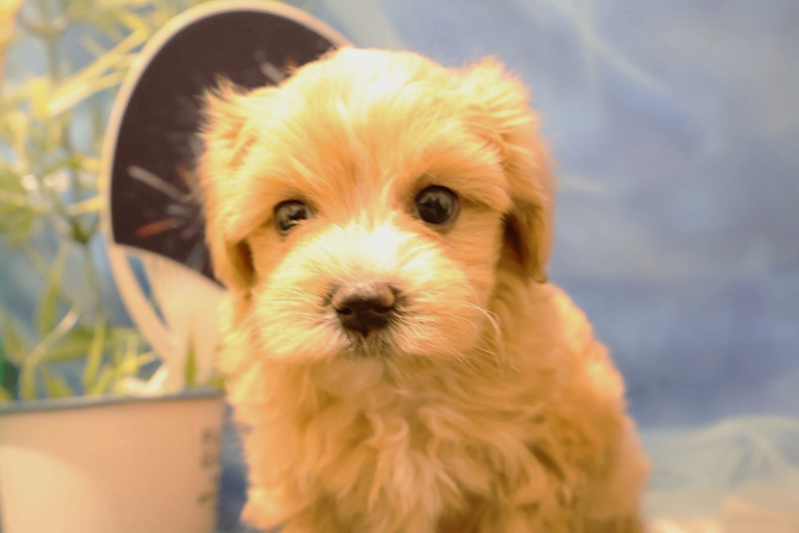 MIX(マルチーズ×トイプードル) クリームホワイトの子犬｜佐賀 |ペッツメイト佐賀店