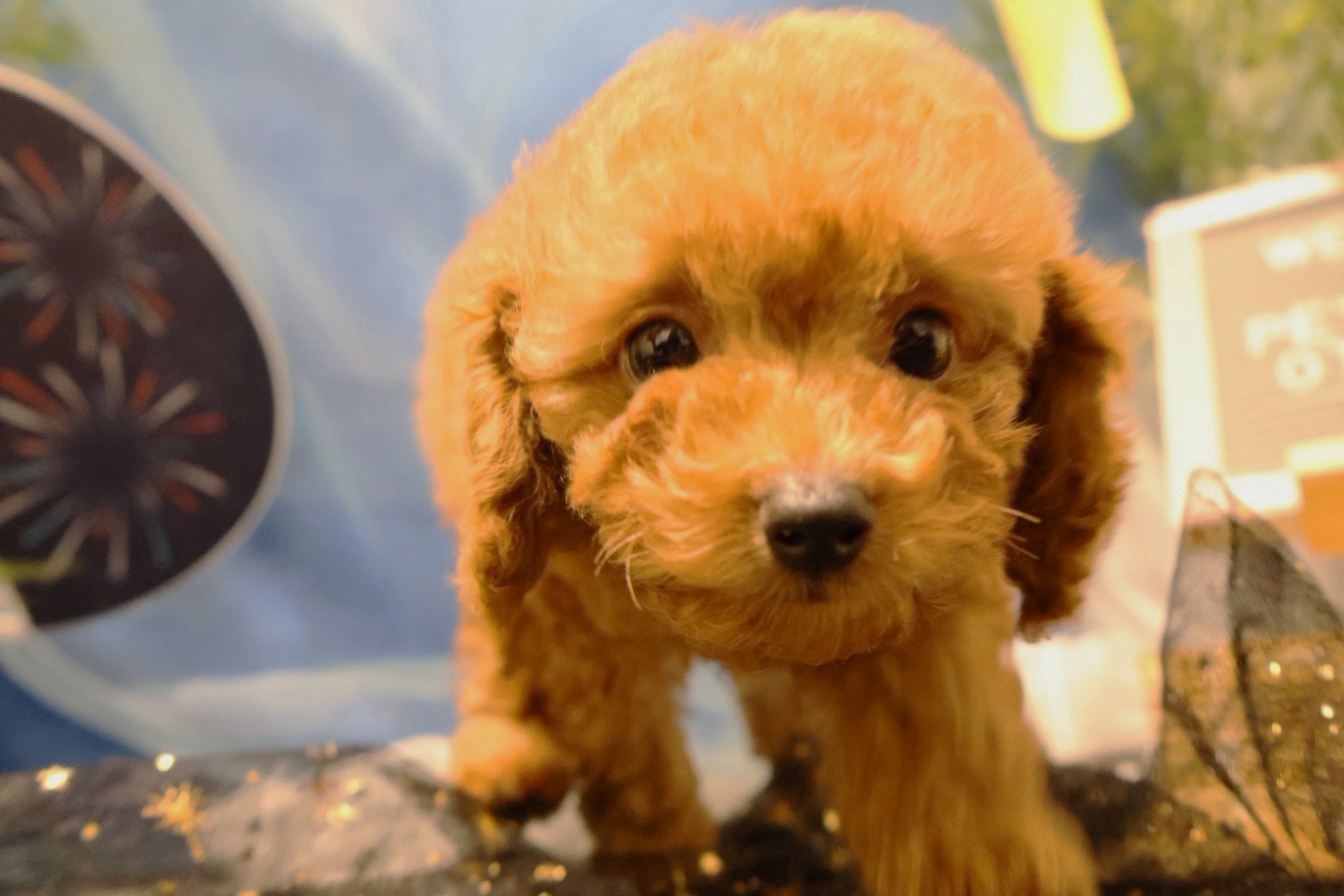 トイプードル レッドの子犬｜福岡 |ペットアミ筑後店