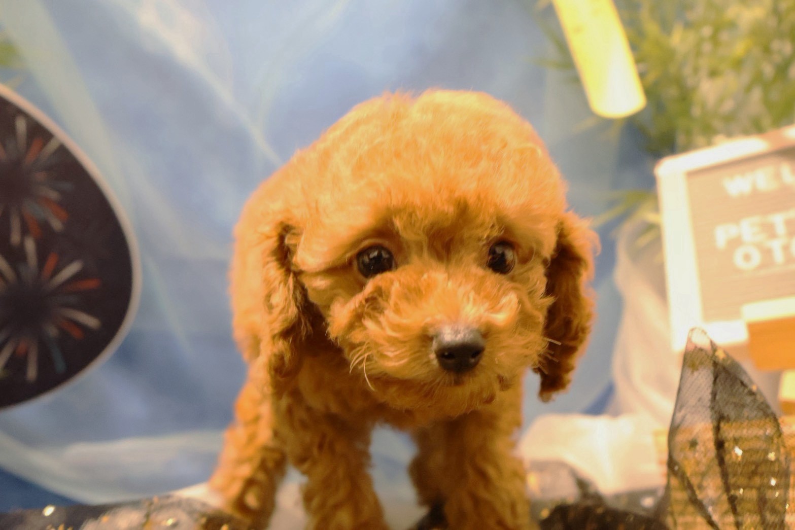 トイプードル レッドの子犬｜福岡 |ペットアミ筑後店